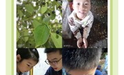 【童心·乐园】香樟果的奇趣世界——临湖中心幼儿园中六班课程故事