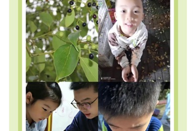 【童心·乐园】香樟果的奇趣世界——临湖中心幼儿园中六班课程故事